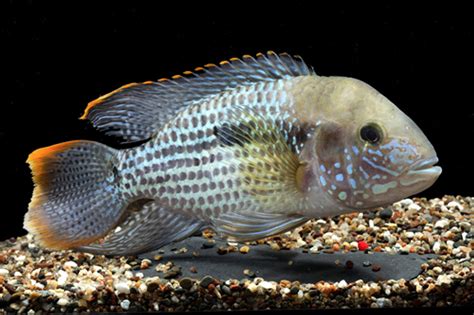 GREEN TERROR CICHLID select - Bluegrassaquatics.com