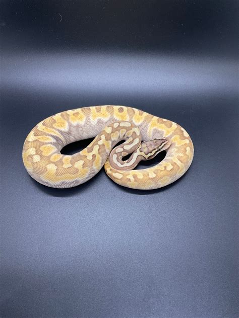 Super Pastel Mojave Ghi Enchi Ball Python By Wide River Reptiles Morphmarket