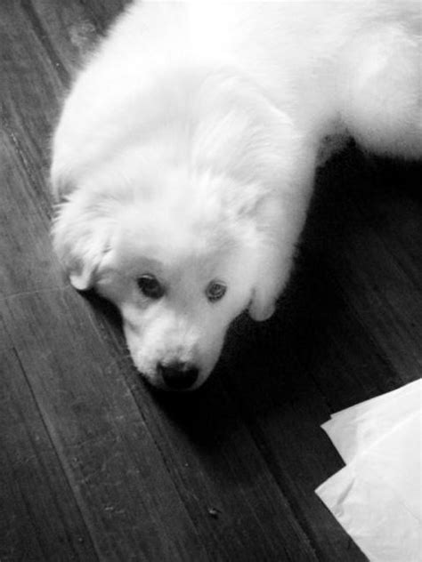 Seal Dog By Haleysaurus On Deviantart