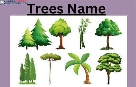 Trees Names List Of Tree Names In English