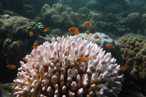 Great Barrier Reef Suffers Worst Mass Coral Bleaching On Record Daily