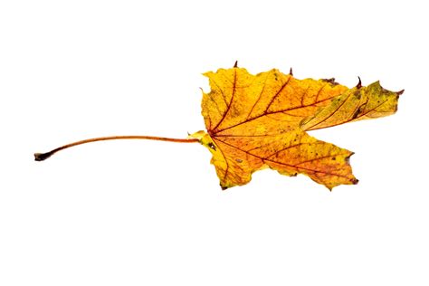 Golden Autumn Leaf Falling Single Transparent Png Png Play