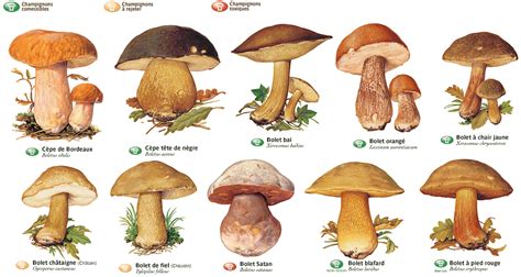 Le top 10 des champignons sauvages et comestibles au Québec