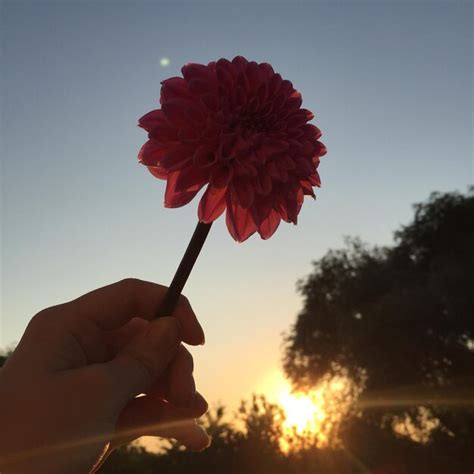 Premium Photo Close Up Of Hand Holding Flower Against Sky