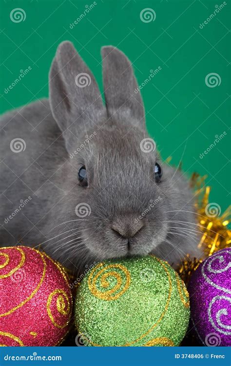 Bunny and Christmas Decorations Stock Photo - Image of alertness ...