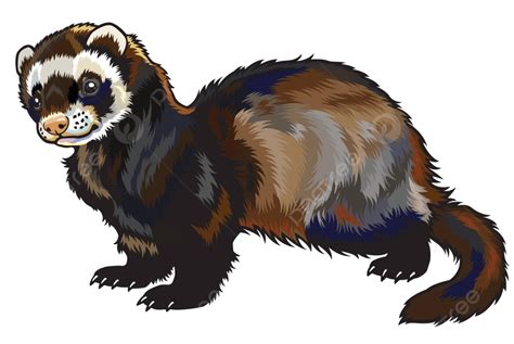 Ferret Predatory Furo Europe Vector Predatory Furo Europe Png And