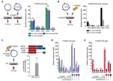 Molecular Cell报道m6a修饰调节环状rna天然免疫