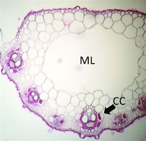 Cross Section Of Leaf Of D Fusca Subsp Muelleri Badman 675 Showing