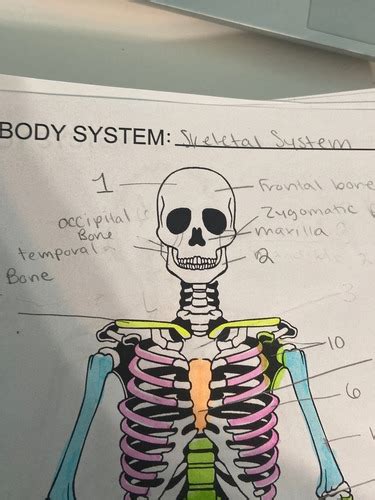 Hbs Skeletal System Review Flashcards Quizlet