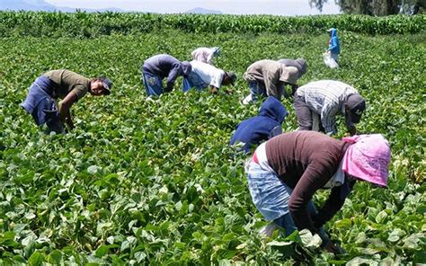 Pese A Pandemia Mil Jornaleros Agr Colas De M Xico Ir N A Canad