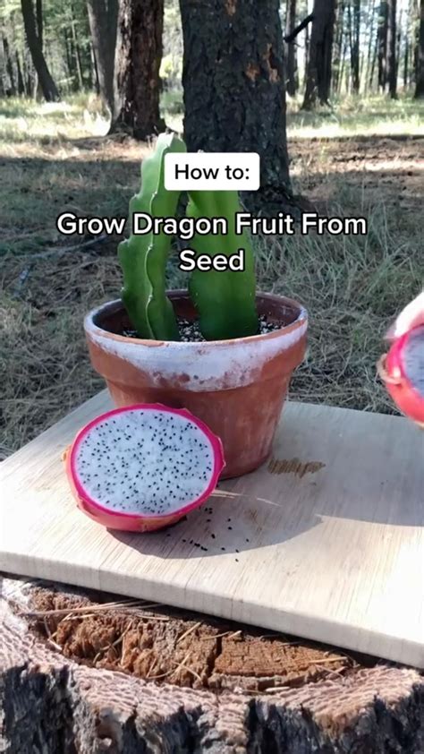 Growing Dragon Fruit How To Grow Dragon Fruit From Seed Artofit