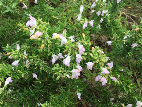 Fall Blooms In The Garden All The Warm And Fuzzy Colors Uf Ifas