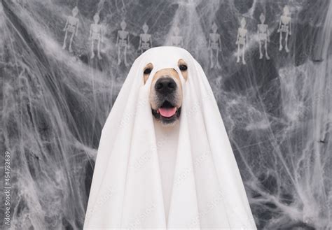 Top 50 Ghost Dog Cute Pics And Videos You Cant Miss