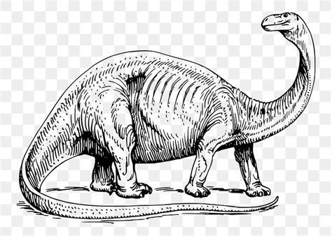 Dinosaur Clipart Black And White