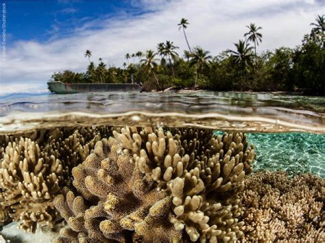 Snorkeling in west bay roatan – Artofit