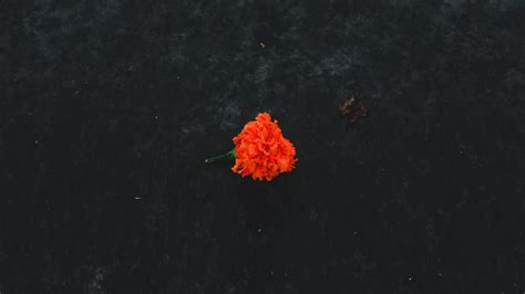 marigold, flower, orange, ground, 4k HD Wallpaper