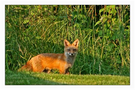 Rugged Fox By Goodbye Kitty975 On Deviantart