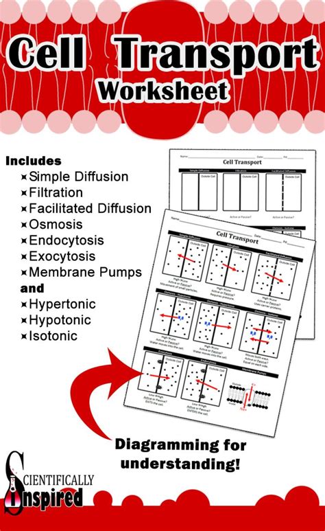 Transport In Cells Worksheet