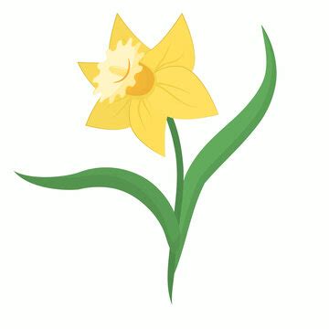 Daffodil Grass With Daffodils Yellow Daffodil Flowers Clip Art