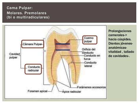 Complejo Dentino Pulpar