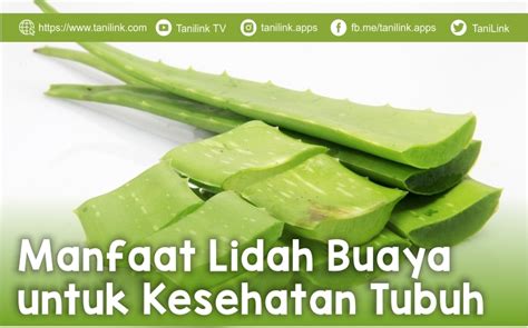 Manfaat Lidah Buaya Dan Kandungannya Untuk Kesehatan Tubuh