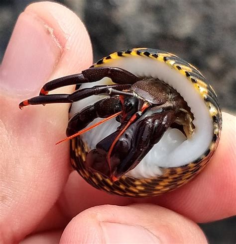 Big Hermit Crab Shells Tropical Fish Answers