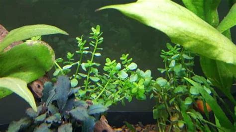 Top 11 Best Plants For Keeping And Breeding Guppies Pics Aquarium Genius