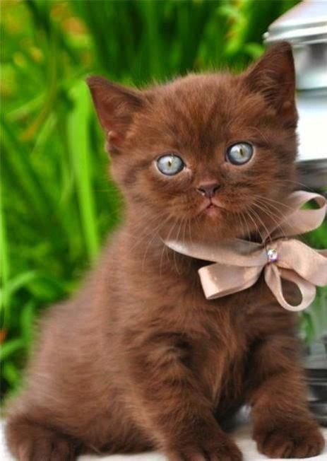 123 Best Images About 54 Chocolate Cats Dark Brown Cats On Pinterest