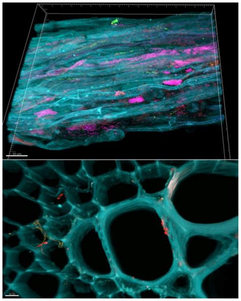 Bacterial Micro Colonies In The Rhizosphere And Endosphere Visualized