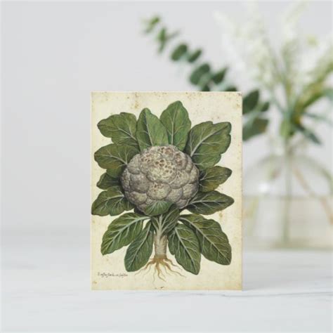 Vintage Cauliflower Botanical Print Postcard Zazzle