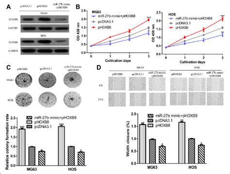 MicroRNA 27b Regulates OS Cell Behaviors Via Targeting HOXB8 A