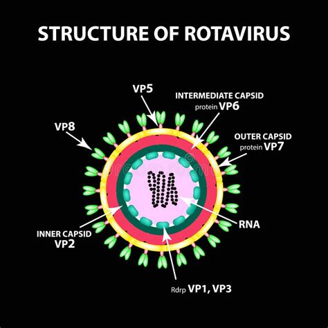 The Structure of Rotavirus. Infographics. Vector Illustration on Black ...