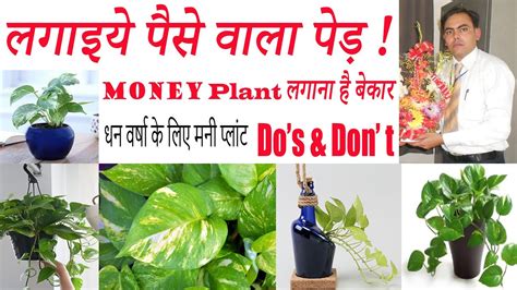 Money Plant Vastu Tipsreal Workingmoney Plant Place And Direction कँहा लगाए कँहा रखे मनी प्लांट