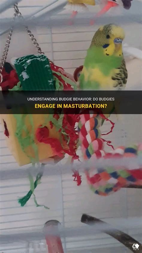 Understanding Budgie Behavior Do Budgies Engage In Masturbation Petshun