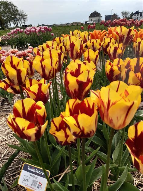 Tulip Bulbs Helmar Beautiful Flamed Rembrandt Tulip Tulip Store