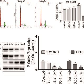 XD 1 Induces G0 G1 Cell Cycle Arrest In HepG2 Cells A Cell Cycle