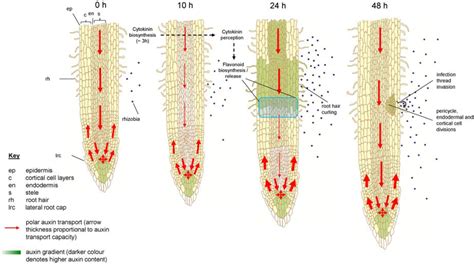 Plants Free Full Text The Control Of Auxin Transport In Parasitic