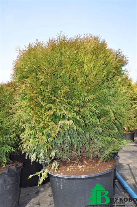 Туя западная Глобоза (Thuja occidentalis Globosa) - Хвойные ...