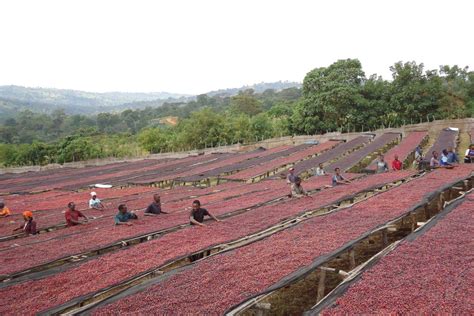 Ethiopia: The original coffee origin - BeanScene