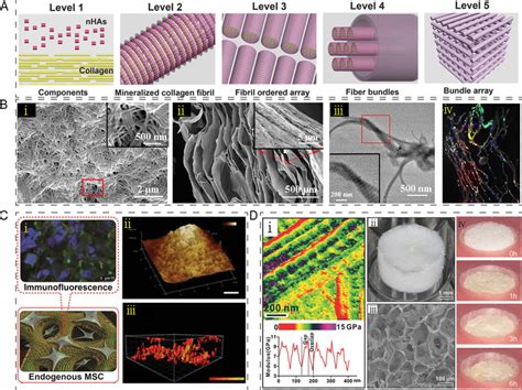 Application of collagen-based composites in bone/cartilage... | Download Scientific Diagram