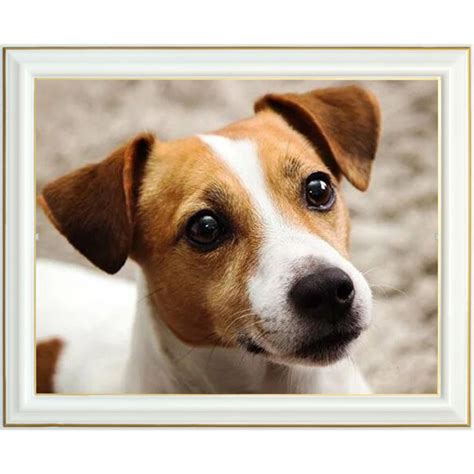 Diamond Painting Jack Russel X Cm Animaux Lartera