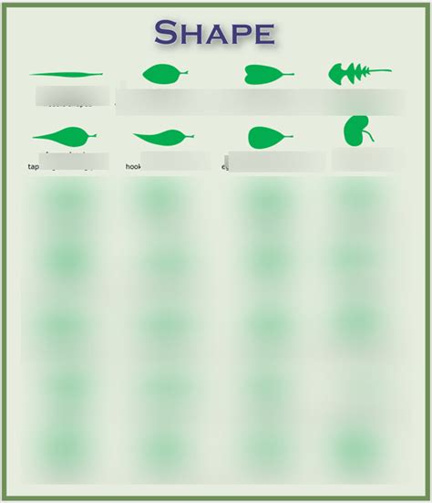The Shape Of Leaves Diagram Quizlet