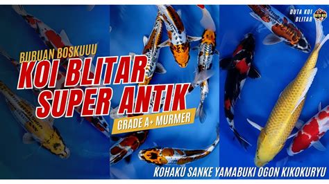 KOI BLITAR GRADE A SUPER ANTIK KOHAKU SANKE YAMABUKI OGON KIKOKURYU