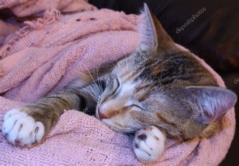 A cute sleeping kitten — Stock Photo © ruxpriencdiam #2271163