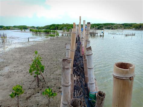 Rehabilitation Of A Mangrove Mud Coast In Timbul Sloko Ecoshape