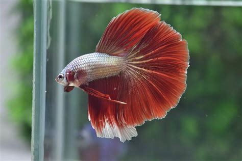 Jual Ikan Cupang Halfmoon Red Copper Terpercaya Dan Dijamin