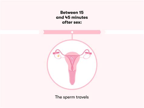 Process Of Conception Timeline