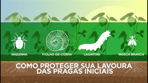 Como Proteger Sua Lavoura Das Pragas Iniciais YouTube