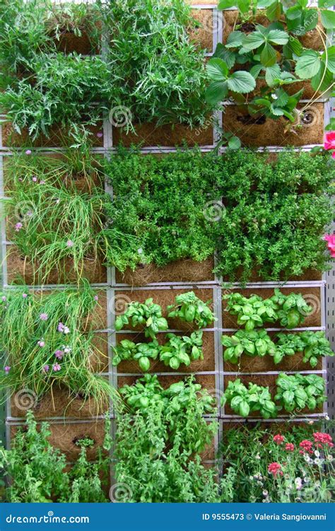 Vertical Garden Stock Image Image Of Fruits Agricultural