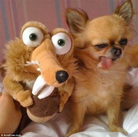 Up Fur A Laugh Funniest Animal Photos Of 2012 Revealed Daily Mail Online